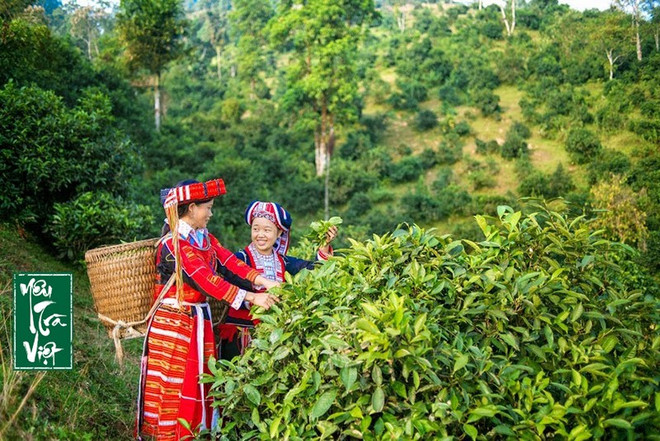 2023年第一届山雪茶节即将举行 ảnh 1