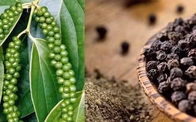 政府总理指示为向阿联酋市场出口胡椒的企业提供支持 ảnh 1 政府总理指示为向阿联酋市场出口胡椒的企业提供支持 ảnh 1