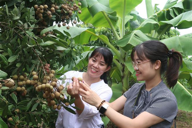 龙眼园体验旅游模式 ：拉近兴安龙眼与国内外消费者的距离 ảnh 1