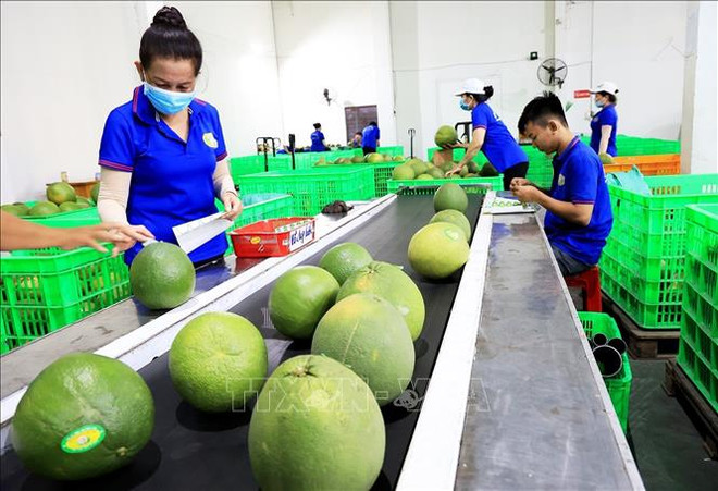 槟椥省积极打造主打农产品的价值链 ảnh 1 槟椥省积极打造主打农产品的价值链 ảnh 1