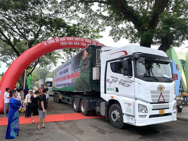 越南同奈省通过正贸渠道向中国出口首批360吨榴莲 ảnh 1 越南同奈省通过正贸渠道向中国出口首批360吨榴莲 ảnh 1