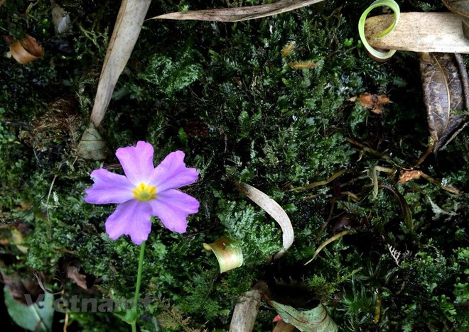 组图:西北山区上盛开的花朵 美不胜收的自然风光 ảnh 10 组图:西北山区上盛开的花朵 美不胜收的自然风光 ảnh 10