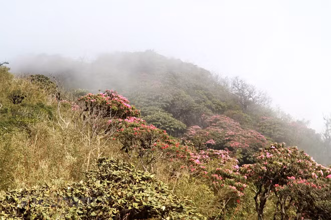 组图：西北山区上盛开的花朵 美不胜收的自然风光 ảnh 2