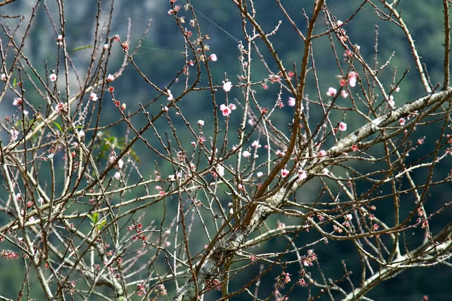 组图：西北山区上盛开的花朵 美不胜收的自然风光 ảnh 9