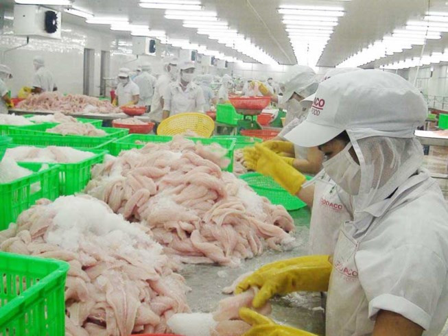 九龙江平原地区原料茶鱼价格猛涨 ảnh 1