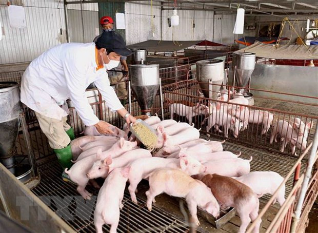 越南政府副总理郑廷勇:促进生猪数量增加 确保市场供求平衡 ảnh 1 越南政府副总理郑廷勇:促进生猪数量增加 确保市场供求平衡 ảnh 1