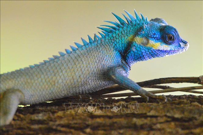 应对气候变化:守护濒危的野生动植物种群 ảnh 1 应对气候变化:守护濒危的野生动植物种群 ảnh 1