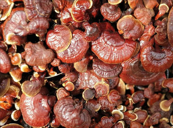 应对气候变化:守护濒危的野生动植物种群 ảnh 2 应对气候变化:守护濒危的野生动植物种群 ảnh 2