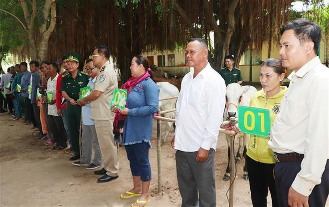 越南边防部队向越柬边境地区贫困户赠送牛苗 ảnh 1 越南边防部队向越柬边境地区贫困户赠送牛苗 ảnh 1