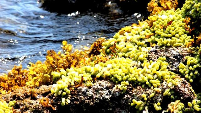 广治省昏果岛县旅游业见有起色 ảnh 2