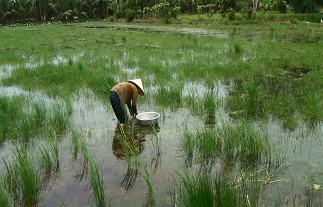 金瓯省幽冥下森林水韭菜为农民带来稳定收入 ảnh 1