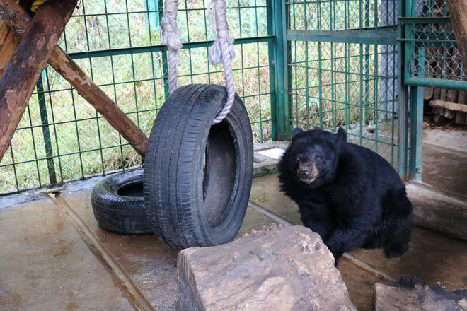  加大对熊类保护的宣传力度 ảnh 1