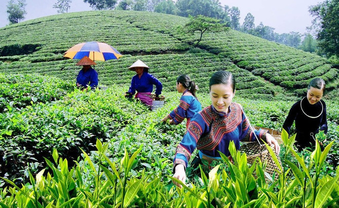 加强协调配合 做好少数民族农民生计保障 ảnh 1