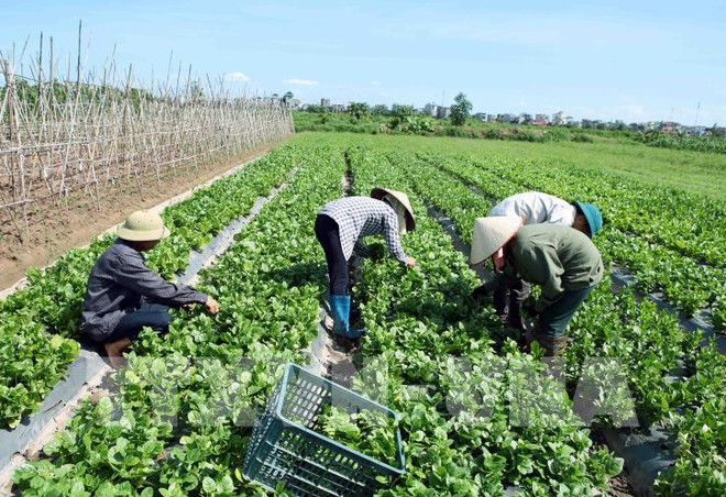 2025年河内农民年人均收入将增至8000万越盾 ảnh 1 2025年河内农民年人均收入将增至8000万越盾 ảnh 1