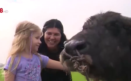 骑水牛体验活动--会安市农民独一无二的旅游产品 ảnh 2