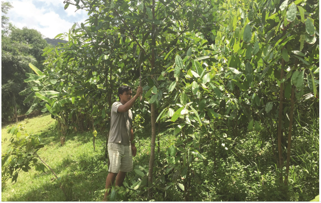 老街省着力实现药用植物种植可持续发展 ảnh 1 老街省着力实现药用植物种植可持续发展 ảnh 1