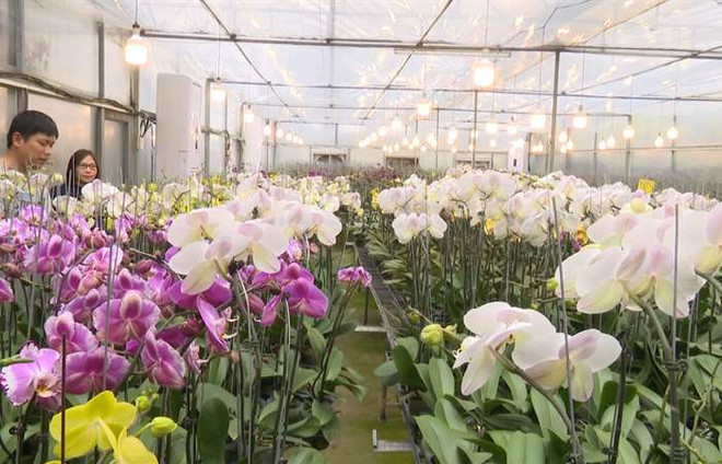 承天顺化省顺化市高科技兰花种植园 ảnh 1