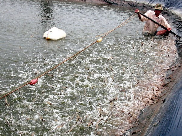 越南海洋岛屿:金瓯省与“靠海发展”战略 ảnh 2 越南海洋岛屿:金瓯省与“靠海发展”战略 ảnh 2