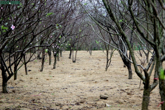 河静省桃花首府进入收获季 桃花市场一片熙熙攘攘 ảnh 1
