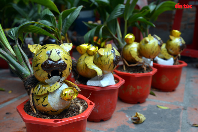 壬寅春节虎形椰子树盆栽走俏市场 ảnh 1 壬寅春节虎形椰子树盆栽走俏市场 ảnh 1