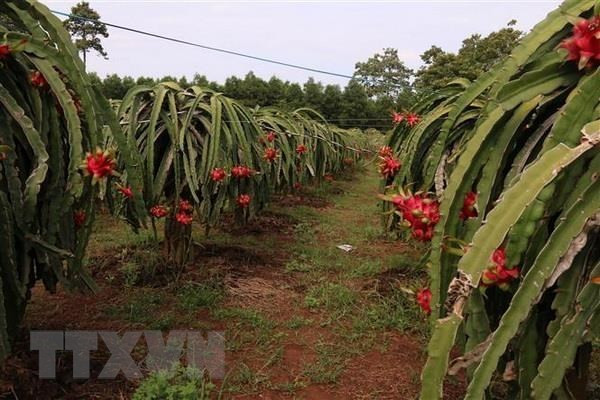 政府副总理黎文成主持召开促进农产品流通和销售的视频会议 ảnh 1 政府副总理黎文成主持召开促进农产品流通和销售的视频会议 ảnh 1