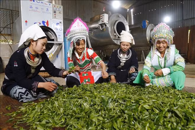 少数民族地区和山区经济社会发展：打造地方特色项目和特色作物 ảnh 1