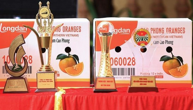 越南和平省首次向英国出口7吨高峰橙子 ảnh 2 越南和平省首次向英国出口7吨高峰橙子 ảnh 2