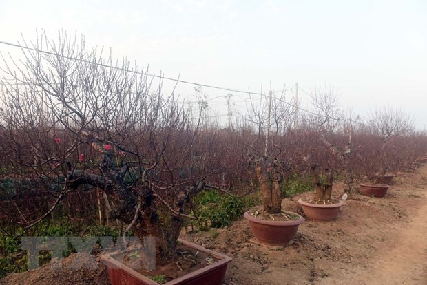 日新桃花与河内人过春节赏桃花乐趣 ảnh 1 日新桃花与河内人过春节赏桃花乐趣 ảnh 1