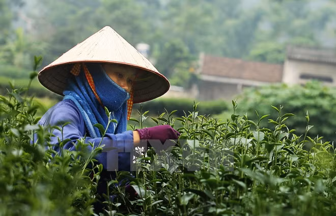 越南茶叶对中国台湾出口保持增长势头 ảnh 1