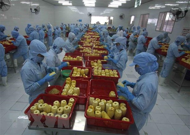 俄罗斯增加从越南进口加工的蔬菜水果 ảnh 1