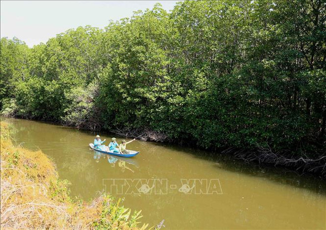 沿海地区森林保护与开发提案获批 ảnh 2 沿海地区森林保护与开发提案获批 ảnh 2