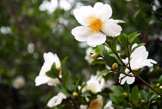 广宁省白色茶油花节将于12月中旬举行 ảnh 2 广宁省白色茶油花节将于12月中旬举行 ảnh 2