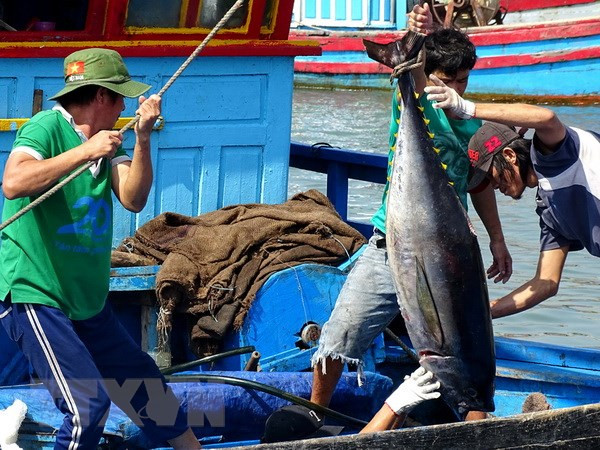 越南金枪鱼出口回升 ảnh 1 越南金枪鱼出口回升 ảnh 1