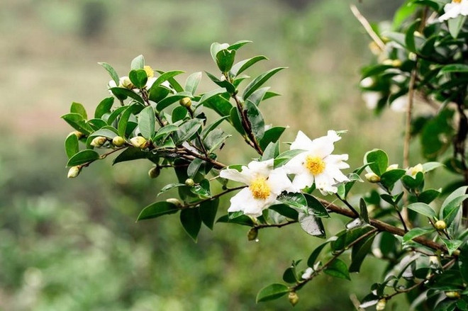 广宁省白色茶油花节将于12月中旬举行 ảnh 1 广宁省白色茶油花节将于12月中旬举行 ảnh 1