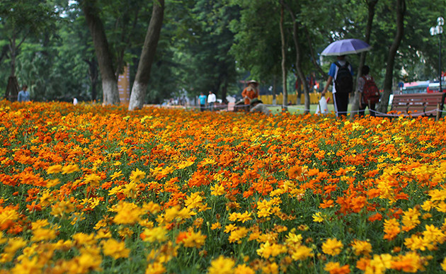 首都河内百花盛开迎国庆 ảnh 10