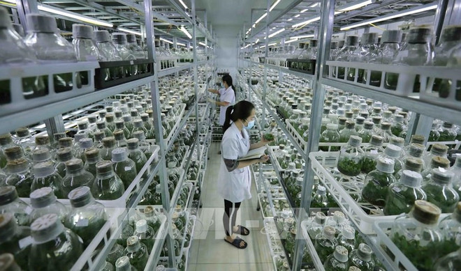 越南努力发展绿色农业 ảnh 1 越南努力发展绿色农业 ảnh 1