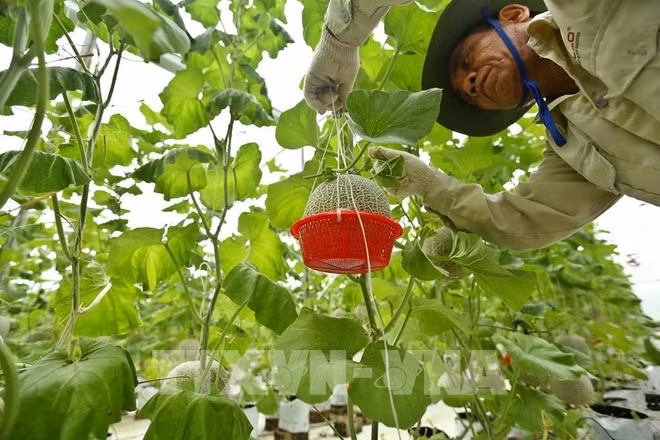 越南努力发展绿色农业 ảnh 2
