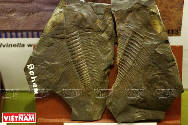 越南第一座自然博物馆 ảnh 10 越南第一座自然博物馆 ảnh 10