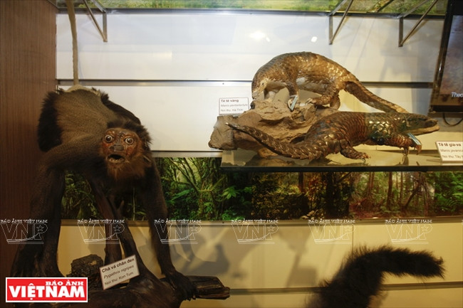 越南第一座自然博物馆 ảnh 8 越南第一座自然博物馆 ảnh 8