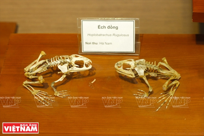 越南第一座自然博物馆 ảnh 5 越南第一座自然博物馆 ảnh 5