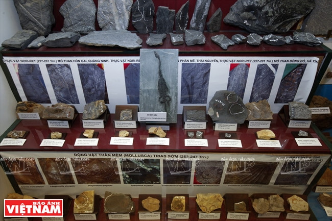 越南第一座自然博物馆 ảnh 12 越南第一座自然博物馆 ảnh 12