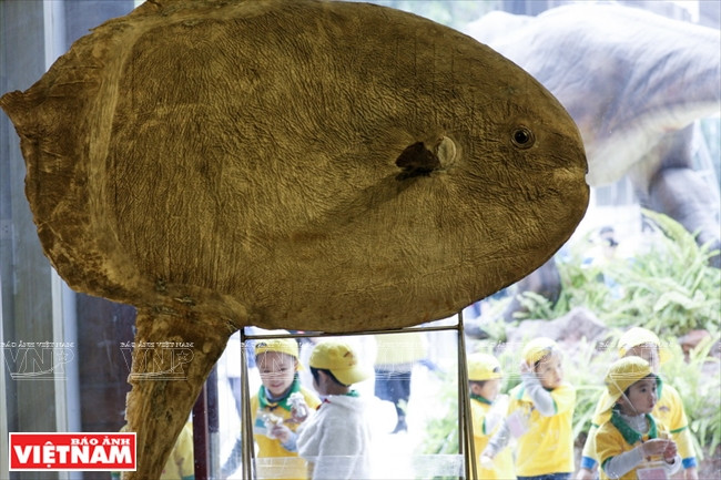 越南第一座自然博物馆 ảnh 6 越南第一座自然博物馆 ảnh 6