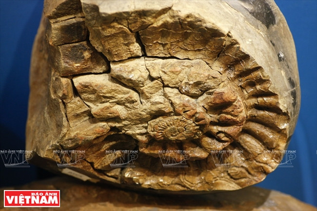 越南第一座自然博物馆 ảnh 11 越南第一座自然博物馆 ảnh 11