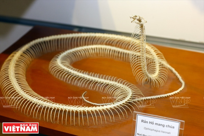 越南第一座自然博物馆 ảnh 9 越南第一座自然博物馆 ảnh 9