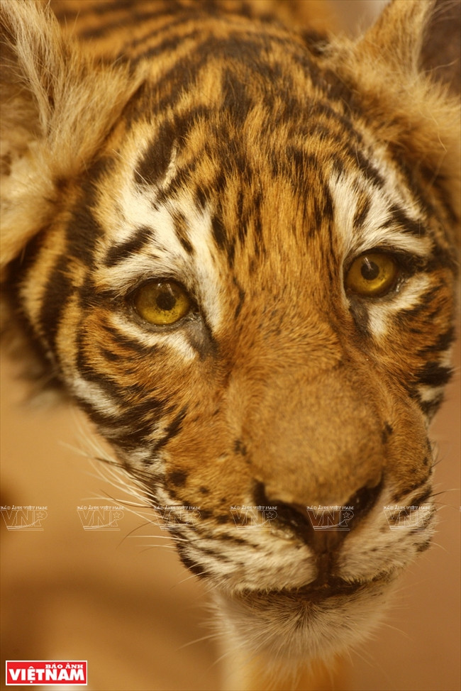 越南第一座自然博物馆 ảnh 7 越南第一座自然博物馆 ảnh 7