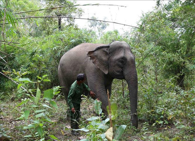📝时评:处置涉野生动物违法违规行为:由人民举报的违规行为处置工作效率 ảnh 4 📝时评:处置涉野生动物违法违规行为:由人民举报的违规行为处置工作效率 ảnh 4