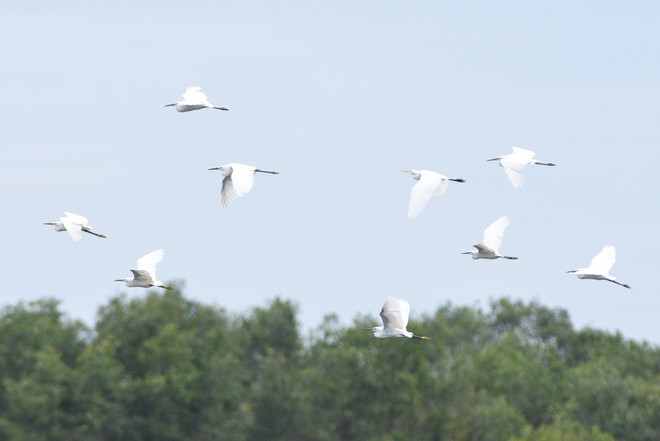 越南保护国家公园生态系统 拯救濒临灭绝的赤颈鹤印支亚种 ảnh 1