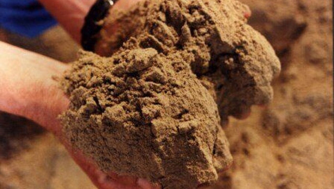 越南是中国第二大鱼粉供应国 ảnh 1