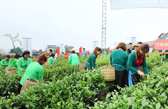 太原省新疆特产茶区-春天之茶香色节有助于推广茶叶产品 ảnh 2 太原省新疆特产茶区-春天之茶香色节有助于推广茶叶产品 ảnh 2