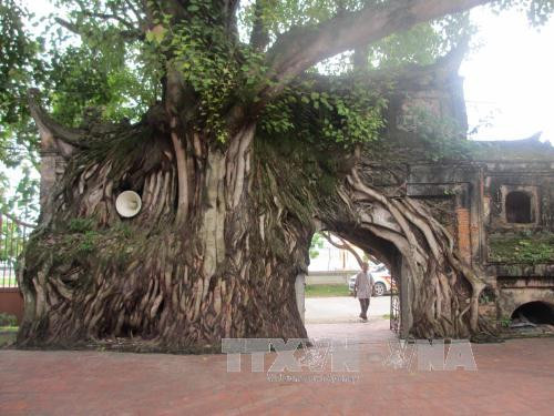 遗产树——打造宜居的社区绿色空间 ảnh 1 遗产树——打造宜居的社区绿色空间 ảnh 1